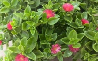 牡丹吊蘭是什么植物，屬多年生常綠草本植物