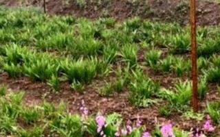白芨一畝要多少種苗，一畝需8000-10000株種苗