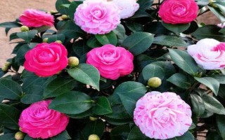 冬季怎么養(yǎng)茶花，應(yīng)放置在亮一些的位置來養(yǎng)