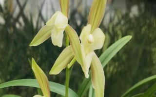 建蘭的養(yǎng)殖方法，將環(huán)境的溫度控制在23℃左右