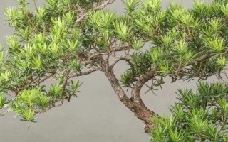 珍珠和米葉羅漢松的區(qū)別，葉片、花期和習性均不同