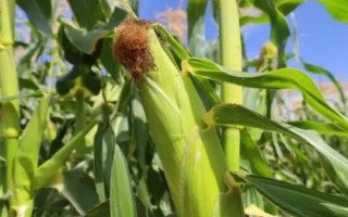魯星1607玉米種子簡(jiǎn)介，適宜密度為每畝5000株左右