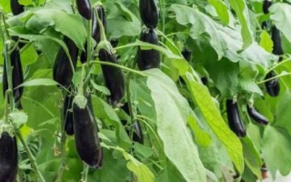 茄子的種植方法，選擇適應(yīng)當(dāng)?shù)胤N植的品種