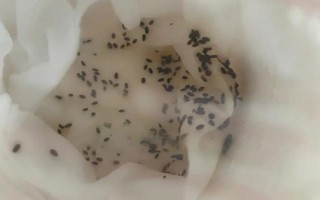 草莓種子如何種植，開花與漿果生長初期要分別灌水1次