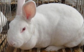 肉兔的批發(fā)價格，不同地區(qū)、季節(jié)的售價有所區(qū)別
