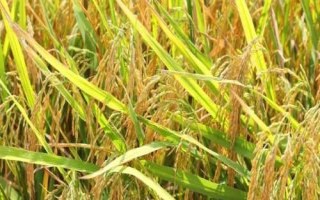 沈農(nóng)625水稻種子簡介，4月上旬播種
