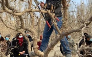 棗樹怎么修剪，可疏除衰老枝、徒長(zhǎng)枝
