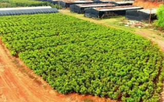 如何種植楊梅，播種后要覆蓋小拱棚并保溫