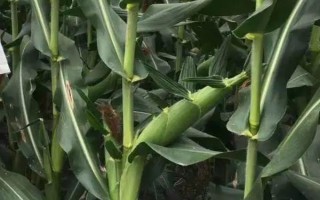 先達(dá)712玉米品種簡介，夏播生育期106天