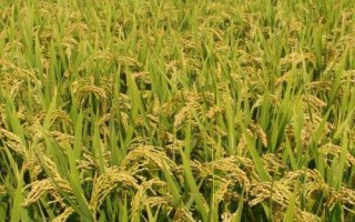中科鹽9號(hào)水稻種簡介，并做好秧田病蟲草害防治