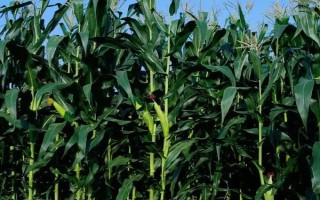 濮玉5號玉米種子特點，夏播生育期97-100天