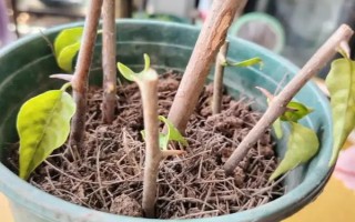 三角梅嫁接所用砧木，以長勢強(qiáng)的紫花三角梅為宜