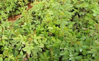 移栽玫瑰要緩苗嗎，移栽玫瑰后需要緩苗15-20天