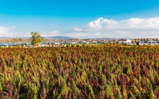 種植藜麥的前景，當(dāng)前市場(chǎng)需求大前景可觀