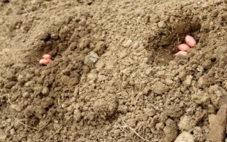 提高花生產(chǎn)量的方法，需輪作換茬、巧施肥料等