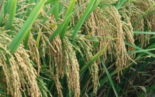 明優(yōu)09(協(xié)優(yōu)1259)水稻品種的特性，后期注意對紋枯病的防治