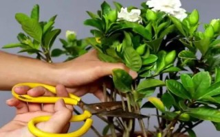 室內可以養(yǎng)梔子花嗎，室內是可以養(yǎng)梔子花的