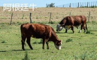 10種最貴的牛，包括日本和牛、安格斯牛、夏洛萊牛等品種