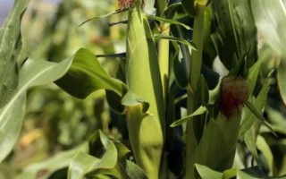 紅遵玉99（區(qū)試名稱：煌單618）玉米種子特點(diǎn)，生育期119.5天