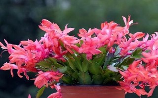 蟹爪蘭如何養(yǎng)殖，夏季一般1-2天澆水1次