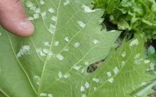 葡萄毛氈病的發(fā)生特點，葉片上會出現(xiàn)蒼白色病斑