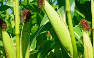 玉龍一號(hào)玉米品種的特性，高抗莖腐病(3.7%hr)