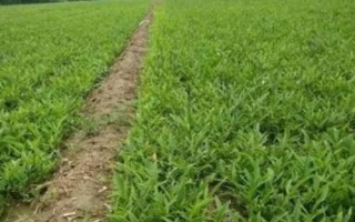 半夏的種植技術(shù)，可用塊莖、珠芽和種子繁殖