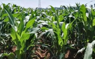 沃單77玉米種簡介，適宜播期6月上中旬