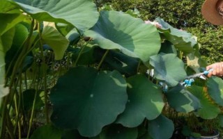 荷花為什么會(huì)爛根，可能是水量過多、施肥過量等因素造成