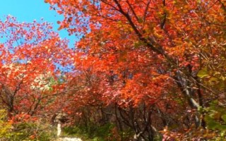 什么是黃櫨，常被當(dāng)作觀賞植物