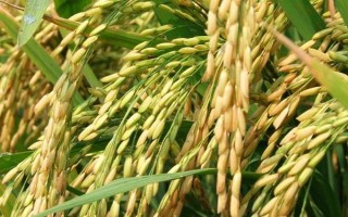 吉優(yōu)雅占水稻種子介紹，該品種株型適中