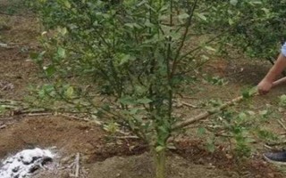 李子在成熟前掉落如何解決，增加光照、修剪枝條、排出多余水分均可避免掉果
