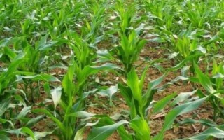 貴卓玉7號(hào)(區(qū)試名稱：ZH2021)玉米種子特點(diǎn)，生育期128.6天