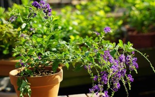 蕾絲金露花冬季耐寒溫度，可以忍耐零下4℃的低溫