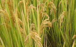 通粳981水稻種子特征特性，每畝栽插2萬(wàn)穴左右