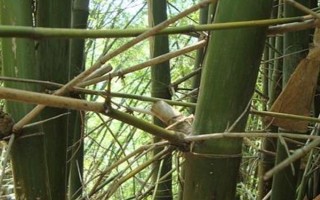 簕竹的養(yǎng)殖方法，生長(zhǎng)期要每隔3天澆一次水