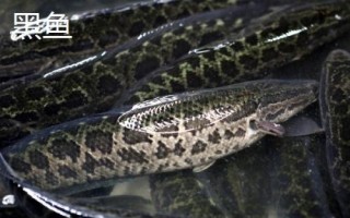 3號千又鉤適釣魚種，適合釣黑魚、鯰魚等嘴巴寬大的魚類