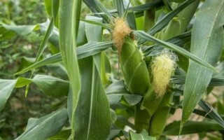 紫玉金剛玉米種子特征特性，高抗大斑病（1級）