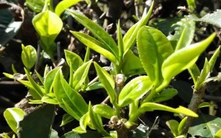 茶樹的生長溫度，日平均氣溫需要穩(wěn)定在10℃以上為佳
