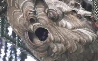 虎頭蜂做窩風(fēng)水上有什么說法，自然現(xiàn)象無須擔(dān)憂