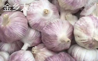 山東省金鄉(xiāng)縣的特產(chǎn)，胡集白梨瓜走俏全國
