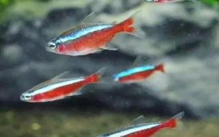 寶蓮燈魚的養(yǎng)殖方法，適合PH在5.5-7之間的弱酸性水體中養(yǎng)殖