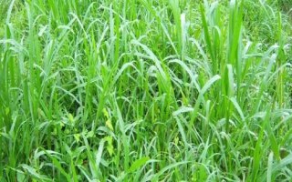 矮象草多少溫度才能安全越冬，冬季氣溫需在5℃以上