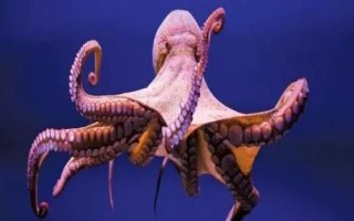 章魚是什么魚，不是魚類而是一種軟體動物