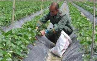草莓一般用什么肥料，基肥可選擇有機(jī)肥或農(nóng)家肥