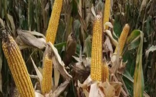 T86玉米品種的特性，遼寧省春播生育期126天