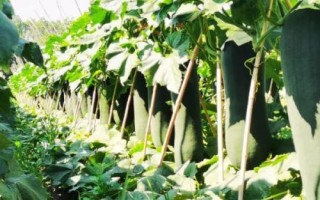 冬瓜如何正確施肥，根據(jù)冬瓜需肥的特點來施肥