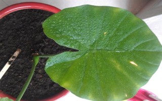滴水觀音的養(yǎng)殖方法，適合生長在濕潤的環(huán)境中