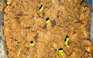 雛菊的種植方法，用溫水浸種后再播入盆土中