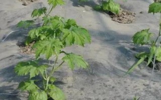 種植苦瓜的時(shí)間和方法，北方地區(qū)3-4月份可在棚內(nèi)育苗、長(zhǎng)江流域在3月份播種